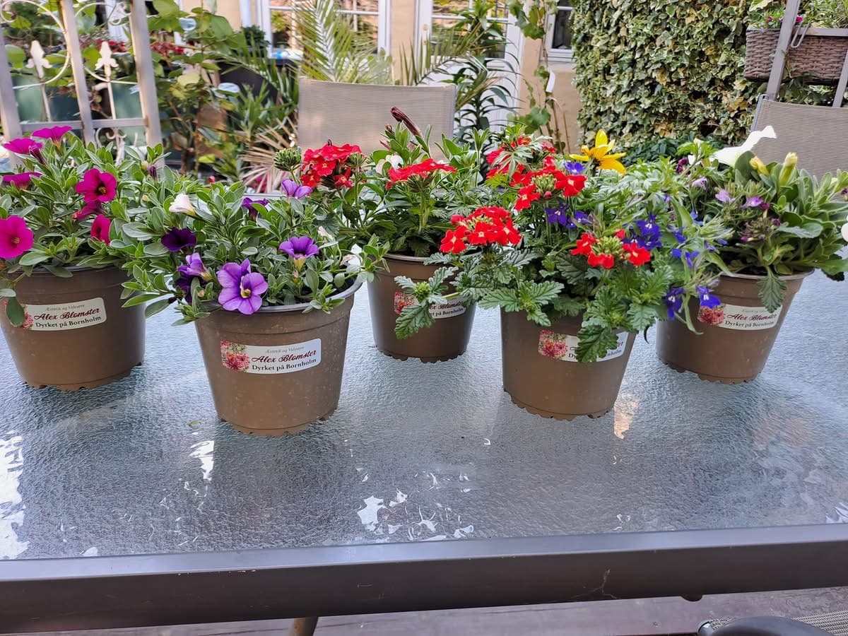 Fem blomsterpotter med Dyrket på Bornholm-etiketter