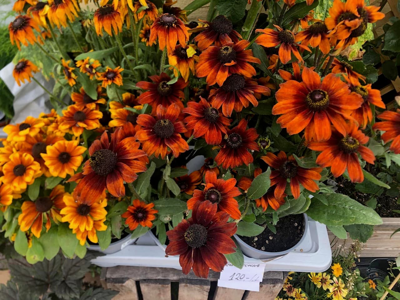 Rudbeckia i ild-røde og gule nuancer