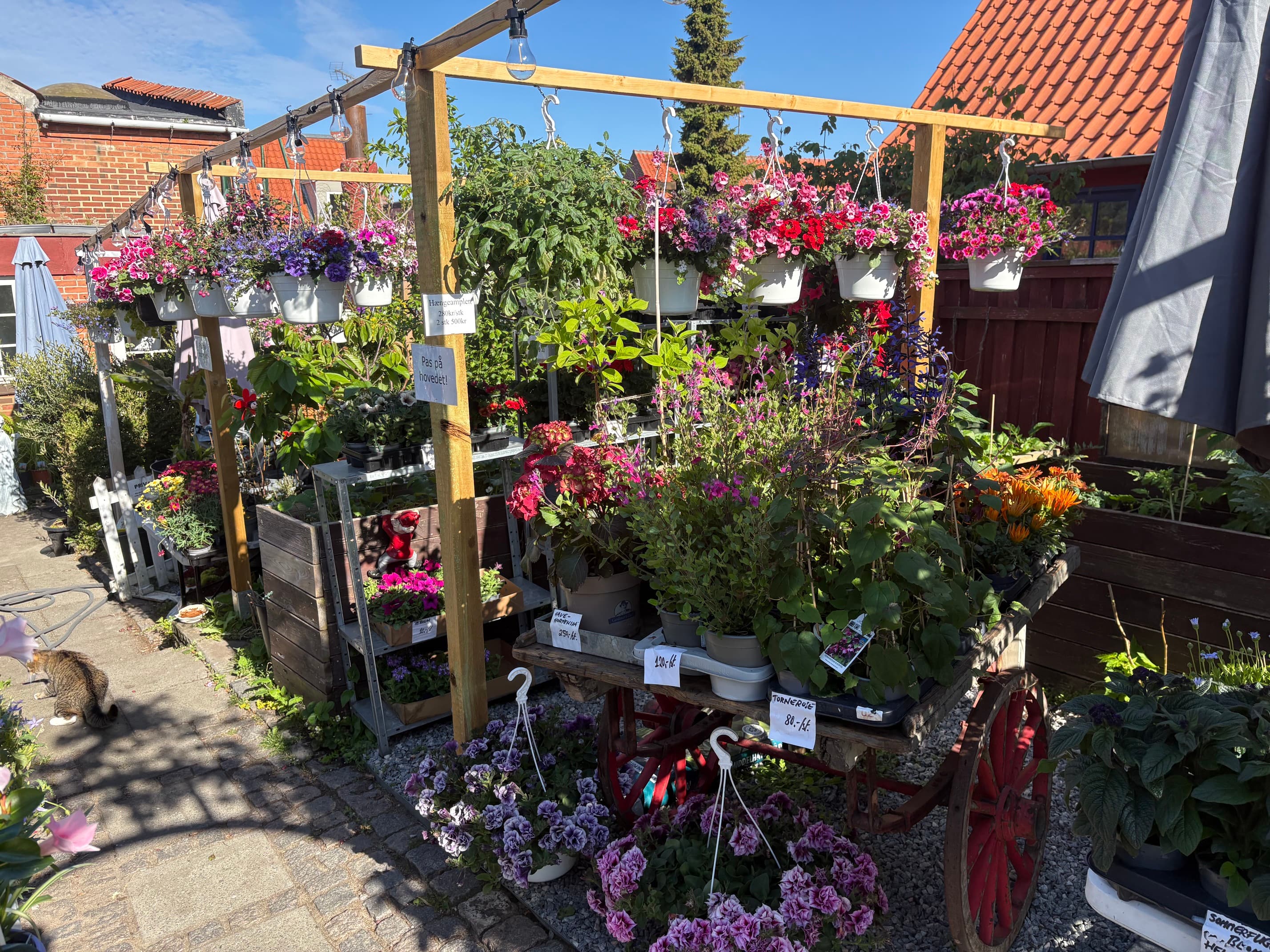 Pergola med hængeampler over havekarre