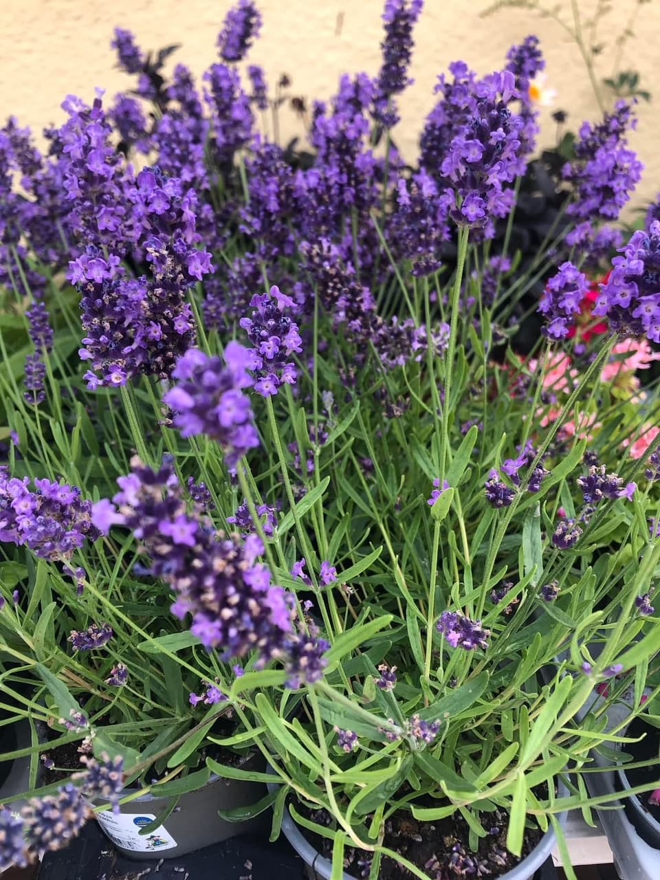Lavendel i fuld blomst