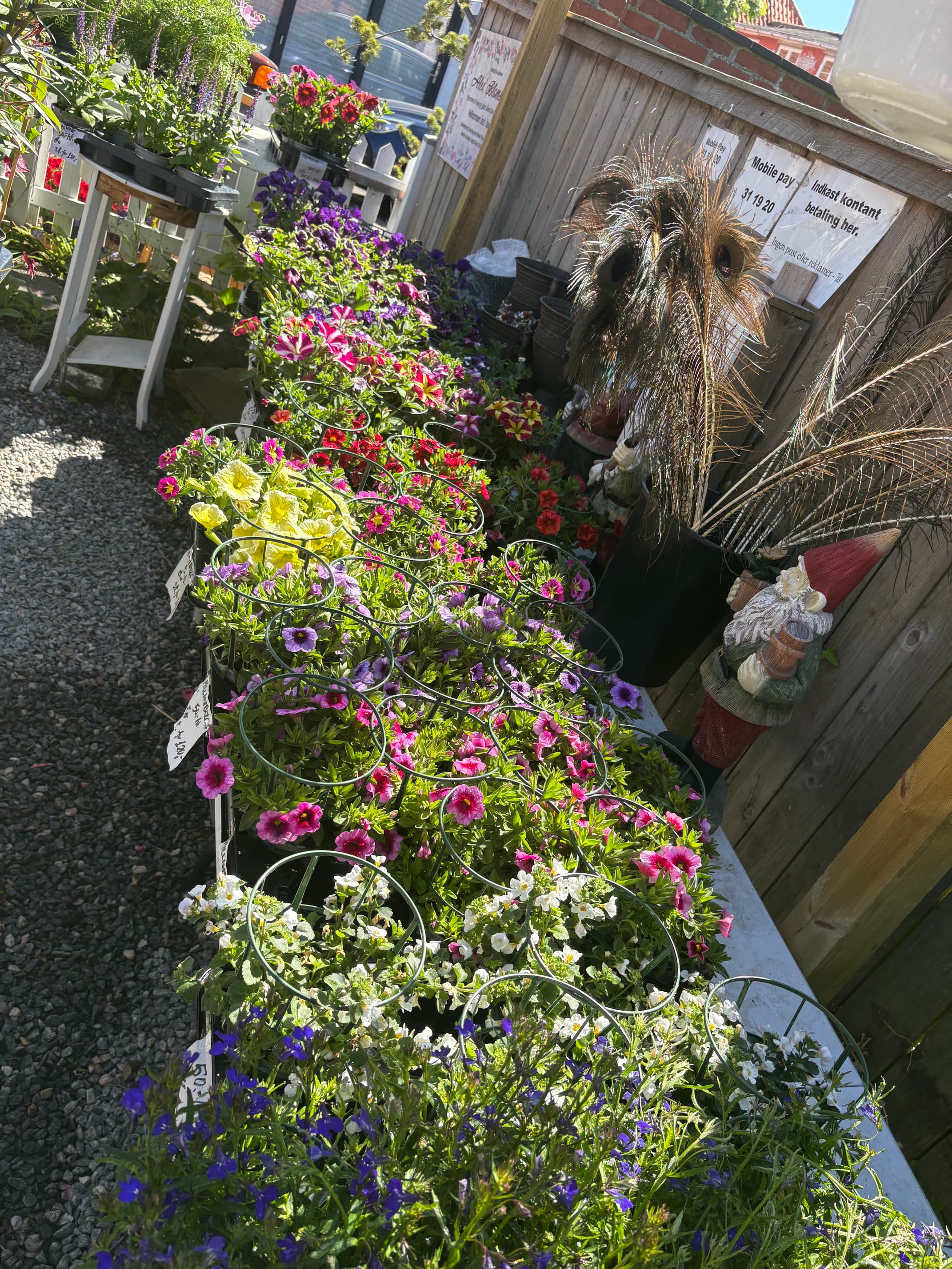 Lange rækker af petunia, millionbells og bacopa