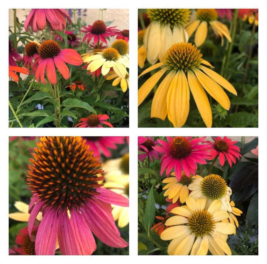 Echinacea solhatte i mange farver