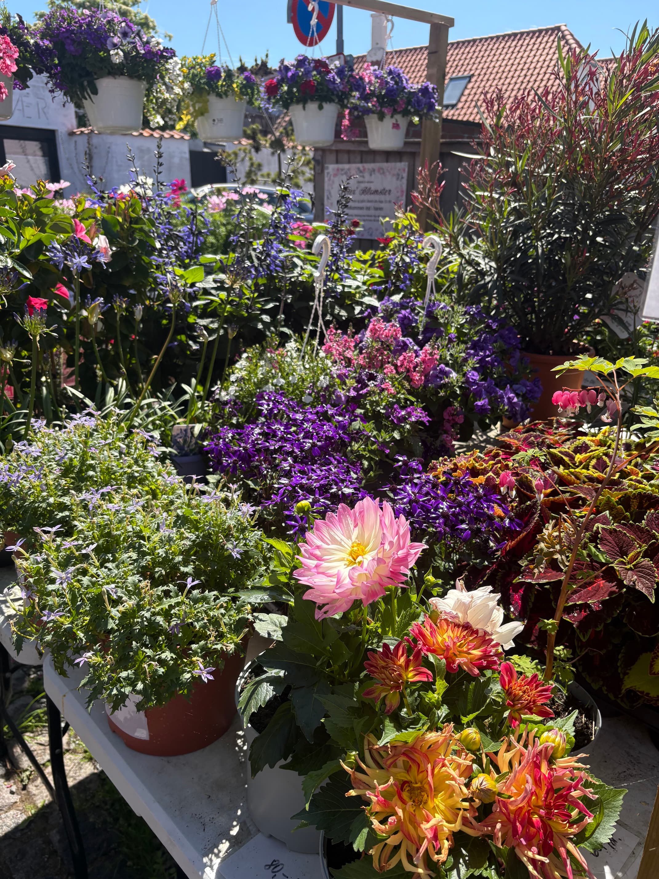 Smuk blomstergave med dahliaer og sommerblomster