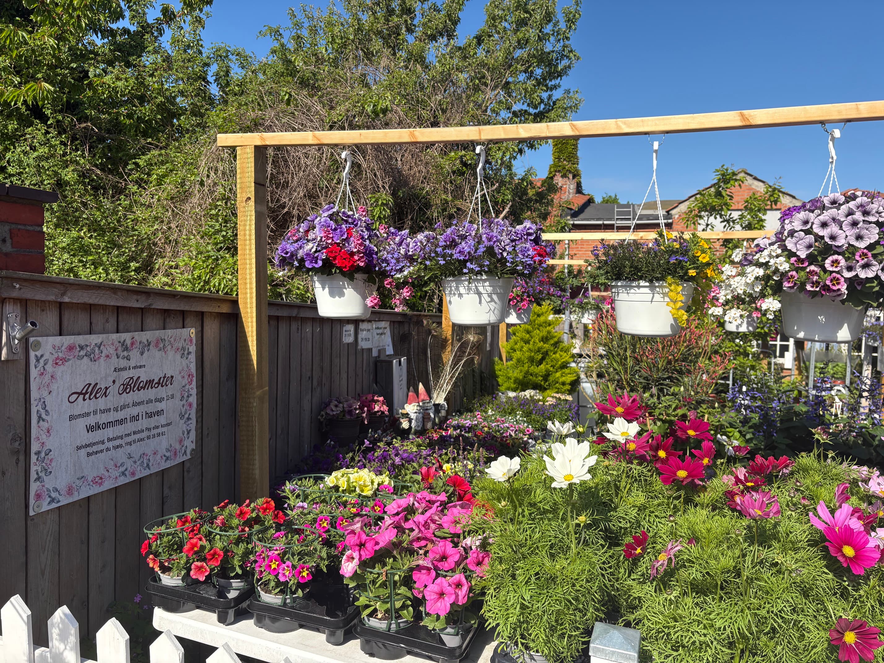 Indgang til Alex' Blomster med pergola, hængeampler og velkomst-skilt